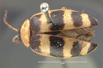 Media type: image; Entomology 19418   Aspect: habitus dorsal view